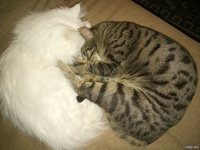 Наши коты живут по принцыпу "поели ,можно и поспать" только теперь в два раз больше,потому что я тоже дома)))