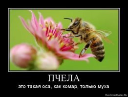 Как бороться с осами на даче