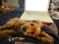 Этому буку 15 лет (A1181) Сильно сомневаюсь, что картинка имеет отношение к заголовку. Как и все остальные!