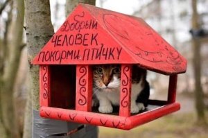 Смешные картинки