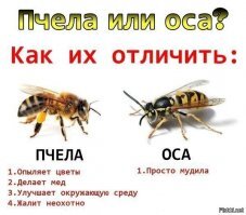 Как бороться с осами на даче