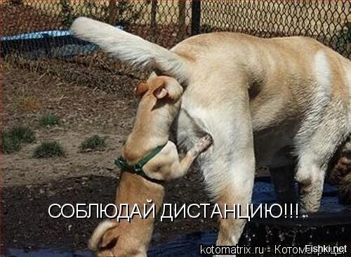 мы из жэка, проверяем самоизоляцию