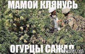 Прикольные и смешные картинки