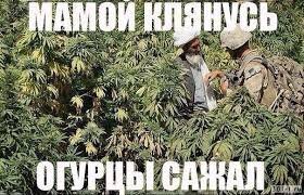 Прикольные и смешные картинки