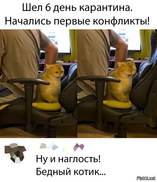 Да никакого конфликта! У меня кот постоянно за спиной спит. :) Любит, когда большая грелка и к ней можно прислониться.