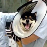 Я прямо с ним запел : Какаяяя боооль , какая боооль! И звука не надо.