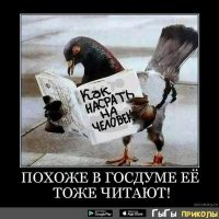 12 самых диких фактов о птицах