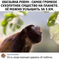 Прикольные и смешные картинки