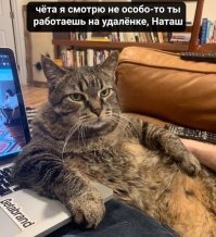 Прикольные и смешные картинки