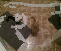Коты и туалетная бумага