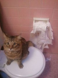 Коты и туалетная бумага
