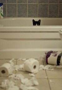 Коты и туалетная бумага