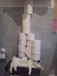 Коты и туалетная бумага