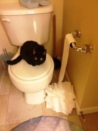 Коты и туалетная бумага