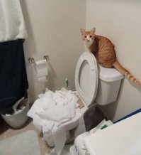 Коты и туалетная бумага