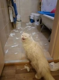 Коты и туалетная бумага