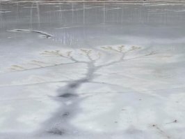 Разве это дерево? По-моему  это просто ручей в водоем впадает или ключ