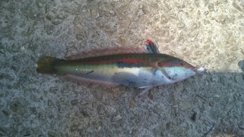 Нырнуть- да. Как её зовут?