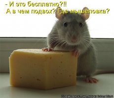 Прикольные и смешные картинки