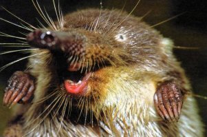 "Вот выхухоль" - фоторепортаж.