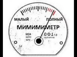 Белка построила за окном гнездо и привела бельчат 