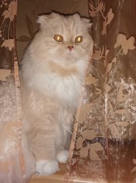 А мой на ковре теряется