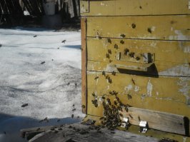 "По пейзажу" выставлены (если их убирали на зиму, в чём я сомневаюсь) во время, в солнечную тёплую погоду они сделают очень важный первый вылет, для освобождения кишечника. Если это медведь, то много не тронутых рамок.