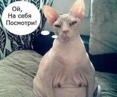 Ксердан - морщинистый злодей с душой маленького котенка