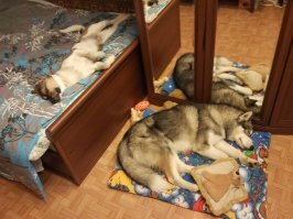 Вот, пожалуйста :) Целых два друга :)