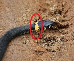 А про главное отличие ужа от гадюки ни слова!