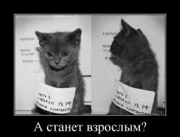 Прикольные и смешные картинки