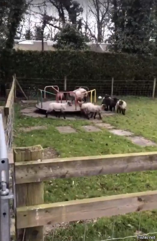 Большая часть животных и так гуляют по городу. Но особенно доставили суровые Ланкаширские родители обносящие детские площадки забором для скота!!
