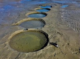 Моллюски в ужасе разбежались, теряя тапочки на ходу