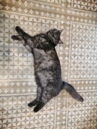 А ко мне на работу пришёл, зашёл в кабинет и просто забрался на колени.