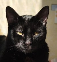 Мы много раз удачно сходили в магазин :) Всех наших подобрышей очень любим, но одного, всё-таки, чуть-чуть больше остальных. Потому что эту чёрную сволочь невозможно не любить.