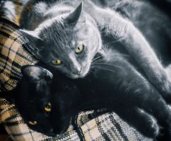 Мы много раз удачно сходили в магазин :) Всех наших подобрышей очень любим, но одного, всё-таки, чуть-чуть больше остальных. Потому что эту чёрную сволочь невозможно не любить.
