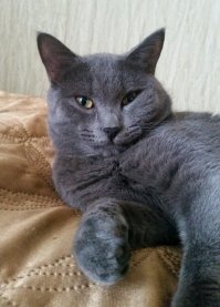 «Сходил в магазин, называется»: люди рассказали, как у них появлялись питомцы