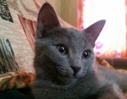Пошёл на работу. 1.5 года назад. Февраль. -28 . В подъезд забежал вот эта серая сволочь. Месяца 3 ему было. Все побрякушки себе отморозил. Долго лечил. Но всё обошлось. Чистый, ухоженный. К лотку приучен. Видимо покупали как породистого, но с возрастом стали "дворовые полоски" на шерсти пробиваться. Видать из за этого и выкинули, гниды. Ну да и фиг с ними. Мне не важно какой породы, главное друг. Блин. Сейчас надо ему бубенчики чик чик. А я не могуууу!!!