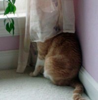 Неделю назад потерял кота.