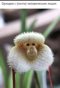 Этот цветок похож на пуделя, а не на человека!