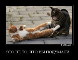 Прикольные и смешные картинки