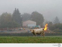 Не верь глазам своим: странная фотография сбила с толку пользователей Imgur