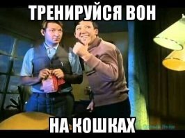 В Москве из-за кошки перевернулся полицейский автомобиль