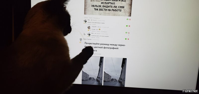 Во-первых, за 6 кошаками не уследишь.
Во-вторых, кухня на первом этаже, а мой кабинет - на втором.
Они и на моём столе постоянно тусуются.