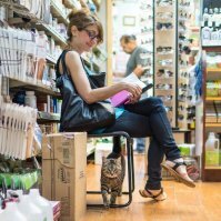 Забавные фотографии кошек в круглосуточных магазинах