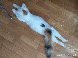 А такая расцветка имеет место быть! Картинка и наша кошка: