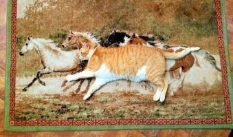 Тыгыдымский кот