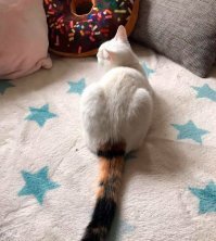 А такая расцветка имеет место быть! Картинка и наша кошка: