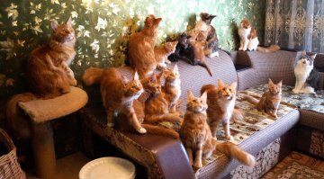 Я брал свою кошу у заводчиков мэйн-кунов, у них в 3х комнатной квартире было разом 17 взрослых и котят не считано. Запаха практически не было. Не вонючая порода. Выглядело всё это как-то так: