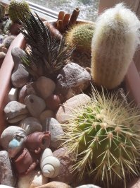 Может тут и применили фантазию, но что то почти всё такая ерунда... Что из этого можно поставить дома или применить для пользы, красоты? Кроме нескольких поделок даже в гараж стыдно поставить. Ну пожалуй машинки и паравоз из банок интересный вариант для пацанов. Кактус из колючей проволоки и такса из тёрки тоже юморно и как артобъект пойдёт. А вот камешки ни в коем случае в аквариум нельзя, хотя на дачке и даже в цветочный горшок можно. Я вот такие инсталляции в цветах у себя сделала пока дома сижу.